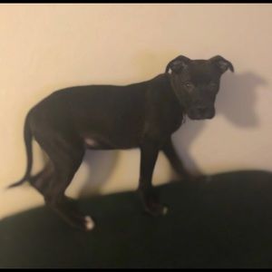 Meet your Posher, Ian